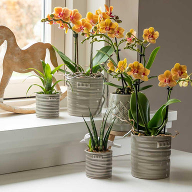 Kolibri Orchids | Oranje Phalaenopsis Orchidee Potmaat Ø9Cm | Bloeiende Kamerplant - Vers Van De Kweker
