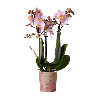 Kolibri Orchids | Roze Phalaenopsis Orchidee - Andorra - Potmaat Ø9Cm | Bloeiende Kamerplant - Vers Van De Kweker