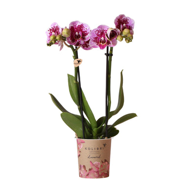 Kolibri Orchids | Roze Paarse Phalaenopsis Orchidee - El Salvador - Potmaat Ø9Cm | Bloeiende Kamerplant - Vers Van De Kweker