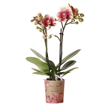 Kolibri Orchids | Geel Rode Phalaenopsis Orchidee - Spain - Potmaat Ø9Cm | Bloeiende Kamerplant - Vers Van De Kweker