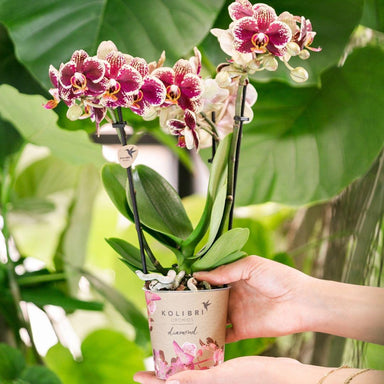 Kolibri Orchids | Geel Rode Phalaenopsis Orchidee - Spain - Potmaat Ø9Cm | Bloeiende Kamerplant - Vers Van De Kweker