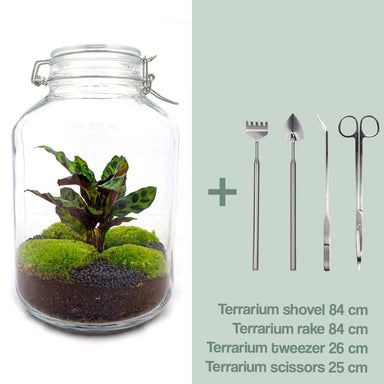 Diy Terrarium - Jar Calathea - ↕ 28 Cm