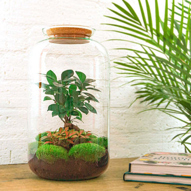 Diy Terrarium - Sven Bonsai - ↕ 43 Cm