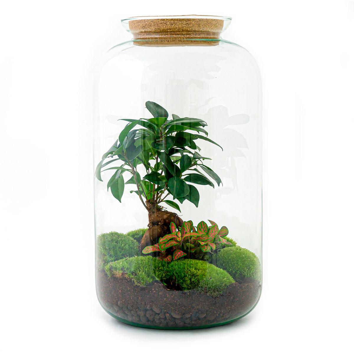Diy Terrarium - Sven Bonsai - ↕ 43 Cm
