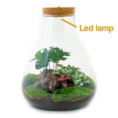 Diy Terrarium - Sam Coffea Met Lamp - ↕ 30 Cm