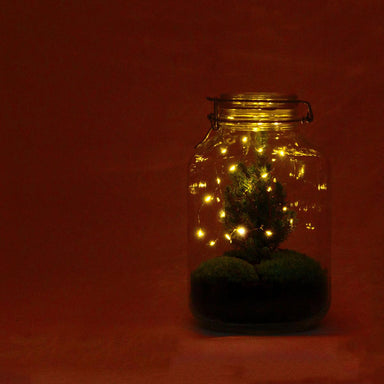 Diy Terrarium - Jar Christmas - ↕ 28 Cm