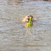 Trixie Dog Activity Mot-Aqua Apporteer Dobber Limegroen 29 Cm