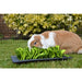 Rosewood Snuffelmat Knaagdier Zwart / Groen 29,5X20 Cm