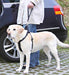 Trixie Autogordel Korthouder Universeel Zwart 27X4,5 Cm