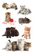Avery Av-55971 Papieretiket Z-Design Kids Pakje A 3 Vel Katten Foto