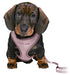 Trixie Junior Puppytuig Soft Met Riem Lila 26-34X1 Cm  / 2 Mtr