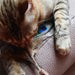 Croci Euphoria Kattenhengel Matatabi Pauwenveer 12 Cm