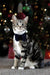 Cupid & Comet Luxury Vlinderstrik Fluweel Blauw S