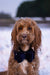 Cupid & Comet Luxury Vlinderstrik Fluweel Blauw L