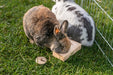 Trixie Snack Box Voor Ratten En Konijnen Hout 14X3X7 Cm