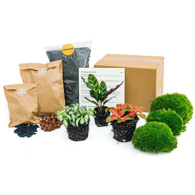 Planten Terrarium Pakket - Diy - Calathea Makoyana - Navulling & Startpakket