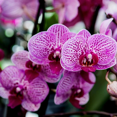 Culvita - Orchidee Grond 5 Liter - Potgrond Geschikt Voor Orchidee