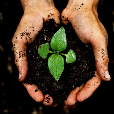 Culvita Universele Potgrond Inclusief 2 Maanden Plantenvoeding - Universele Potgrond Voor Kamerplanten En Buitenplanten