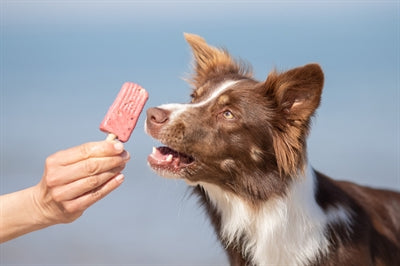 Trixie Ice Pop Rood