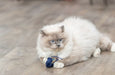 Trixie Zeedier Pluche Met Catnip Assorti 5-8 Cm