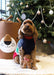 Cupid & Comet Christmas Eve Gift Pack Met Trui / Speeltje / Snacks 43 Cm