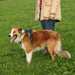 Zolux Easyride Hondentuig Zwart M 41-57X55-67 Cm