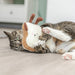 Trixie Toast Xxl Pluche Met Amerikaanse Catnip 18 Cm
