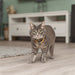 Trixie Kattenhalsband Geblokt Motief Assorti 20-30X1 Cm