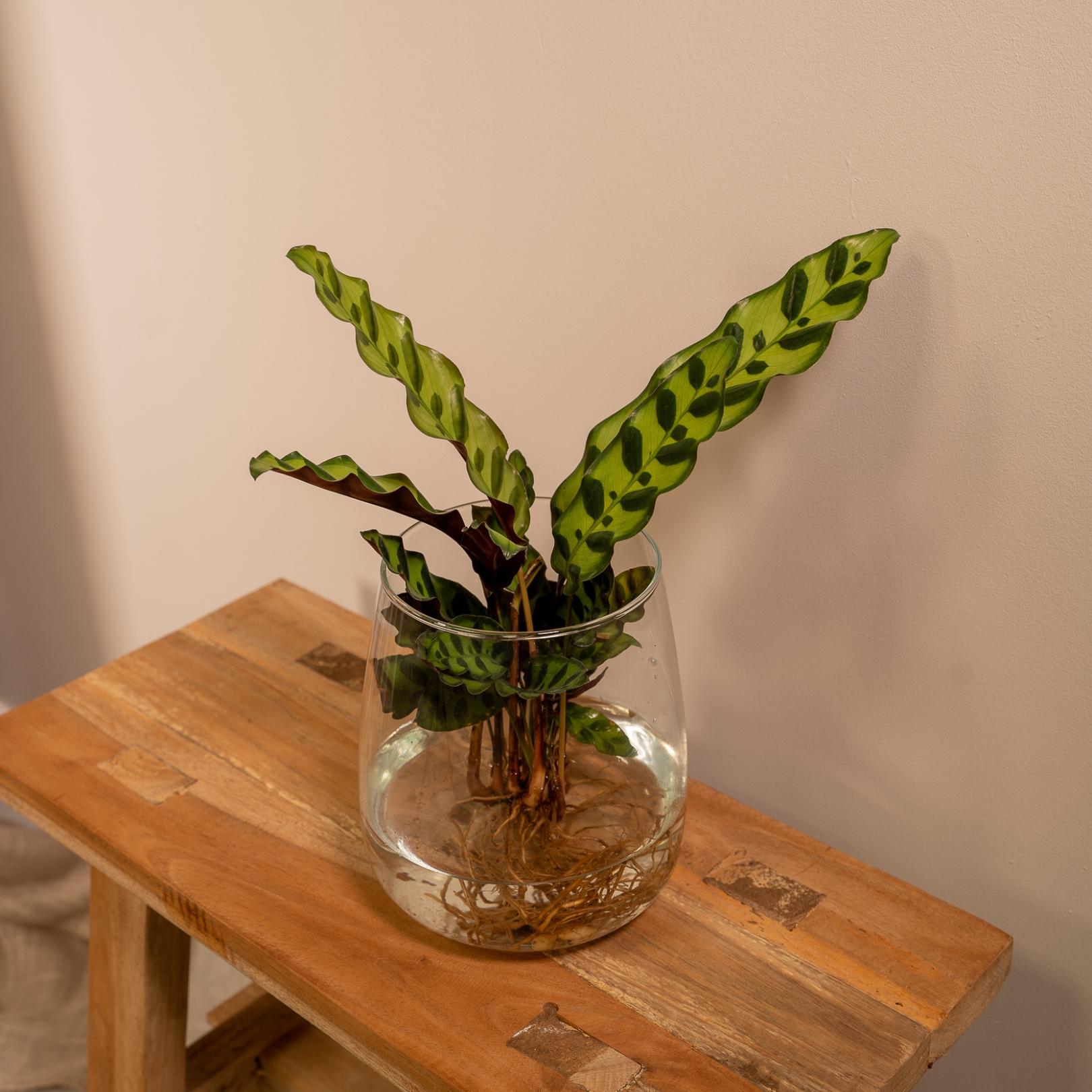 Calathea Insignis In Kingston Glas - Ø12Cm - ↕30Cm