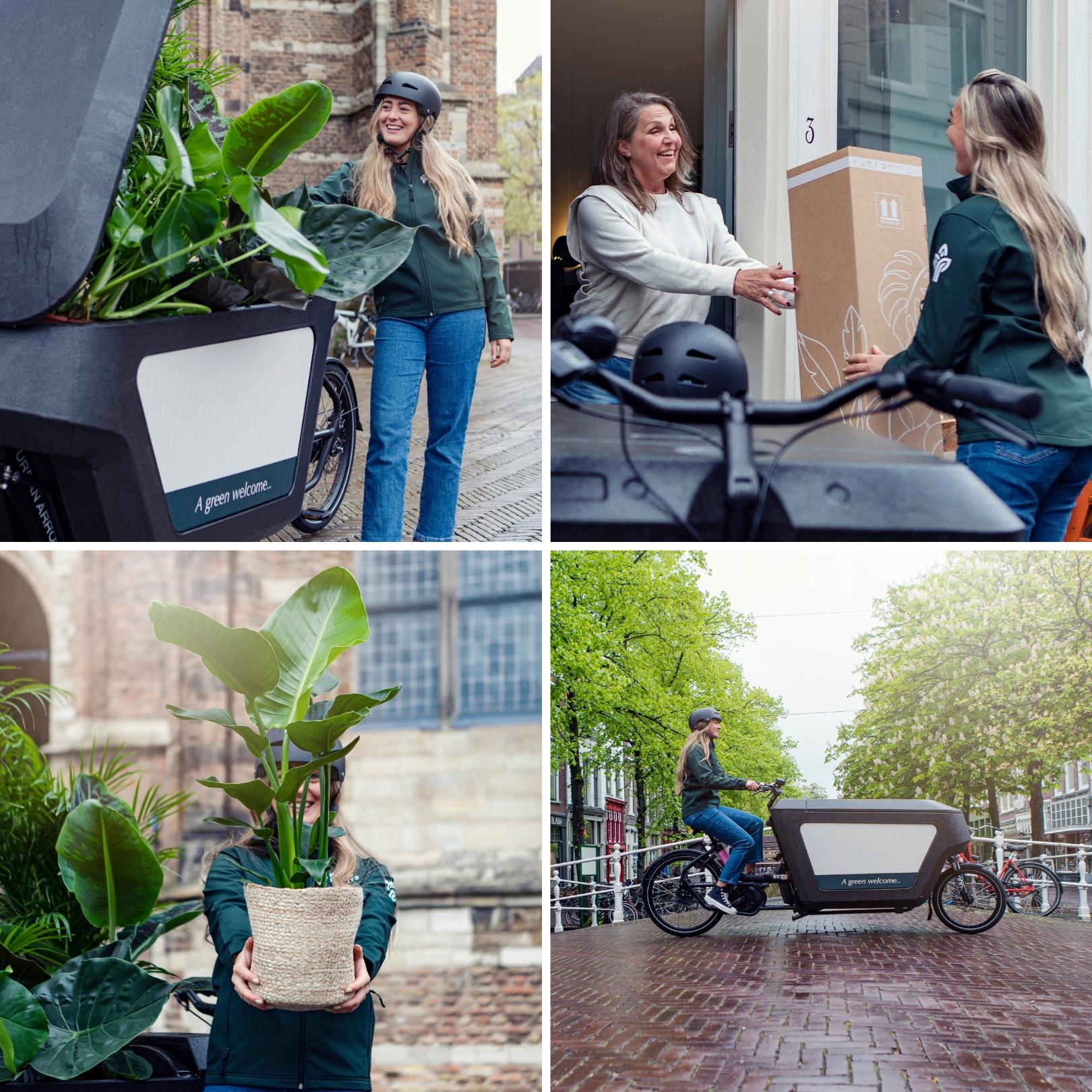 Clusia In Bolglas Kurk - Ø12Cm - ↕30Cm