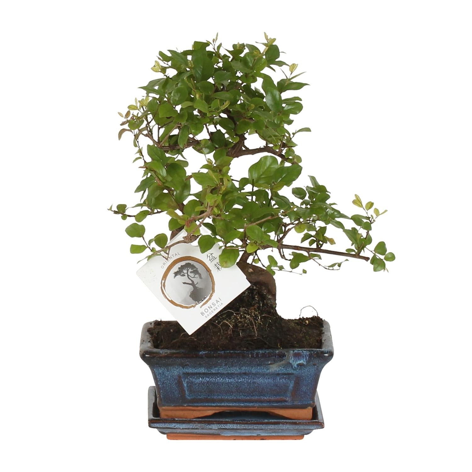 Bonsai 'Sageretia' S-Vorm Ø15Cm - ↕15Cm