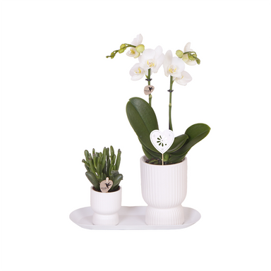 Kolibri Orchids | Plantenset Love Wit Small| Groene Planten Met Witte Phalaenopsis Orchidee In Witte Sierpotten Op Wit Dienblad