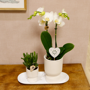 Kolibri Orchids | Plantenset Love Wit Small| Groene Planten Met Witte Phalaenopsis Orchidee In Witte Sierpotten Op Wit Dienblad