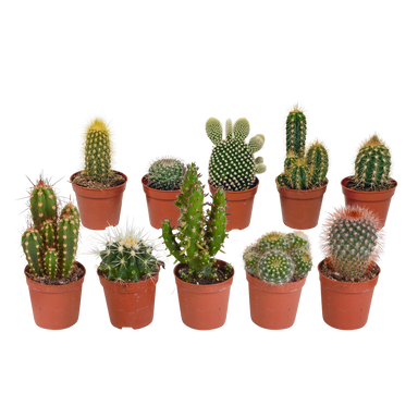 Cactus Mix 5.5 Cm