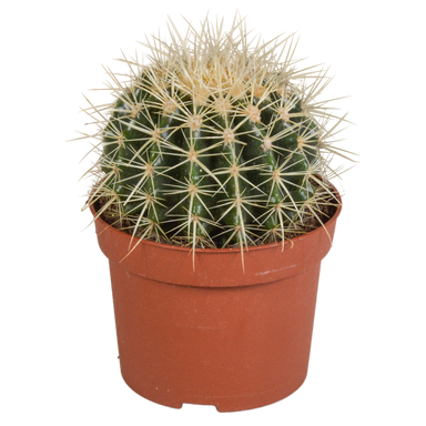 Echinocactus Grusonii 12Cm