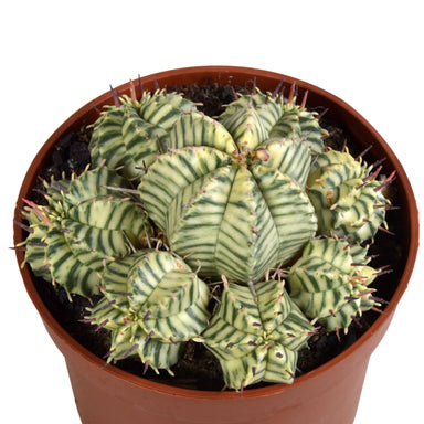 Euphorbia Meloformis Variegata