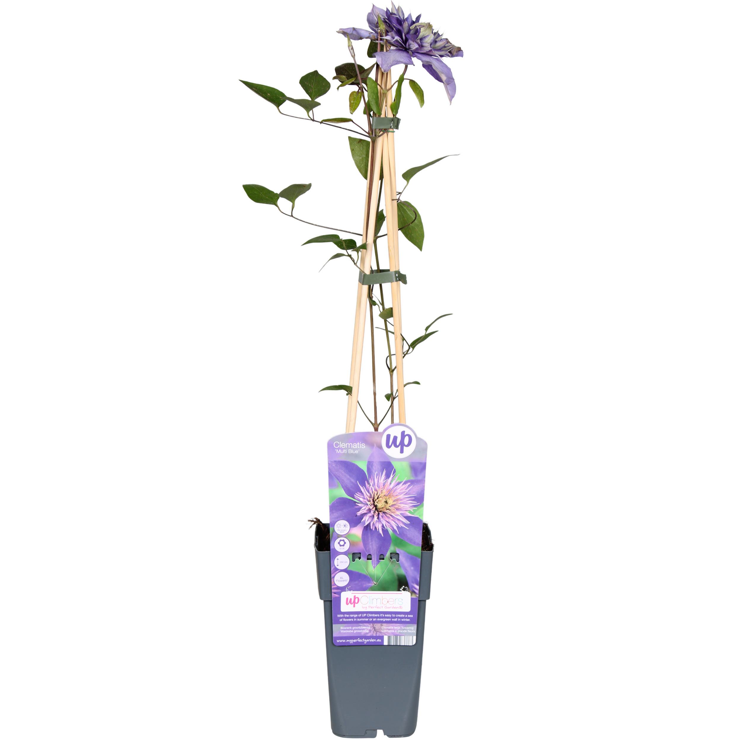 Clematis Multi Blue - Clematis Blauw - Ø15Cm - ↕65Cm