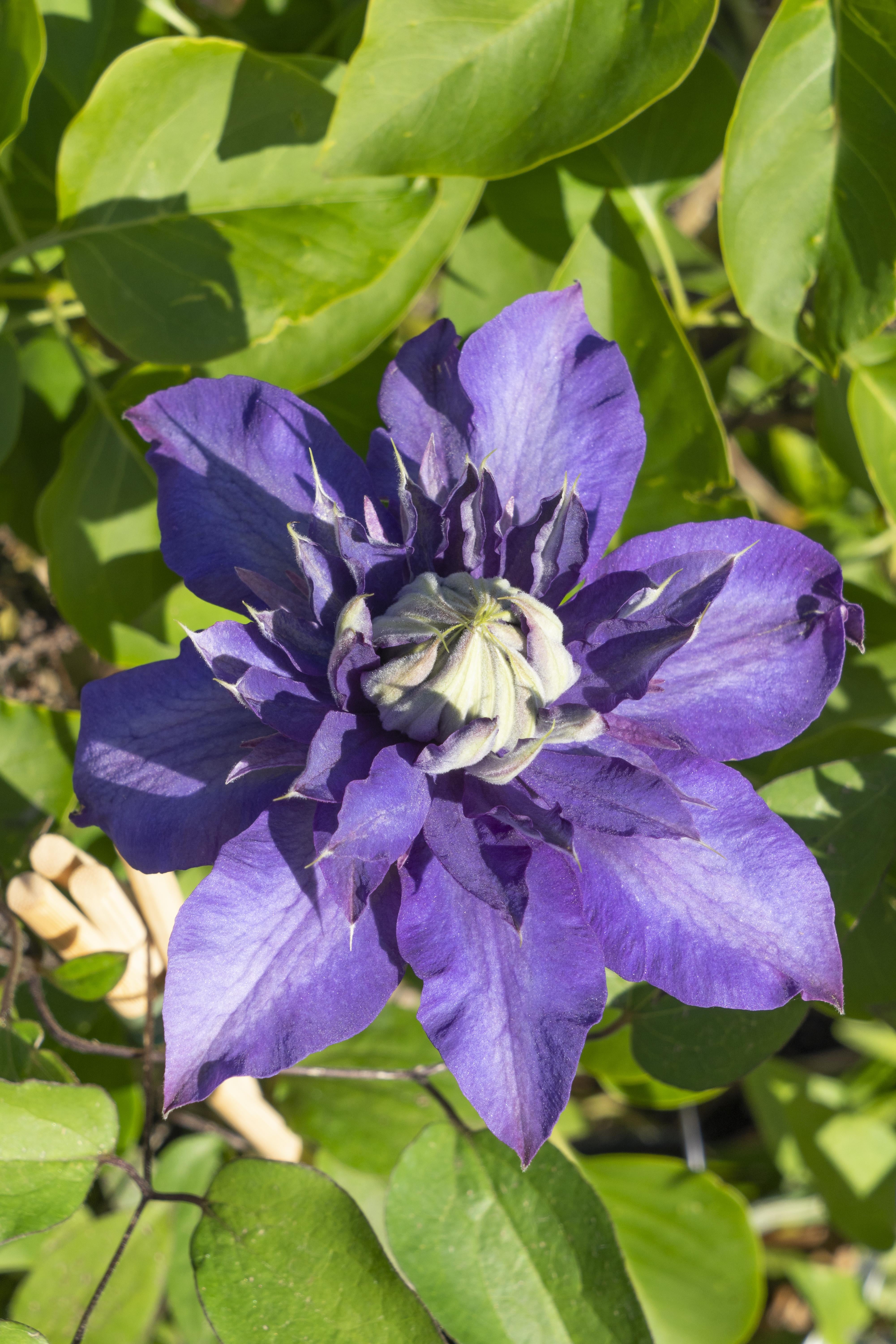 Clematis Multi Blue - Clematis Blauw - Ø15Cm - ↕65Cm
