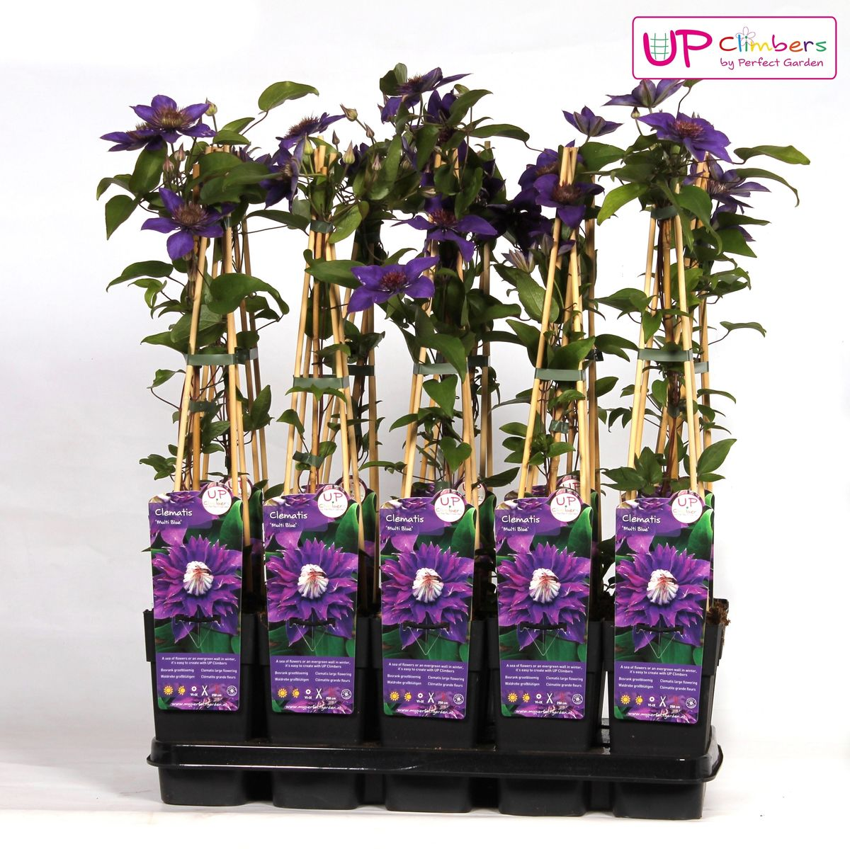 Clematis Multi Blue - Clematis Blauw - Ø15Cm - ↕65Cm