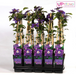 Clematis Multi Blue - Clematis Blauw - Ø15Cm - ↕65Cm
