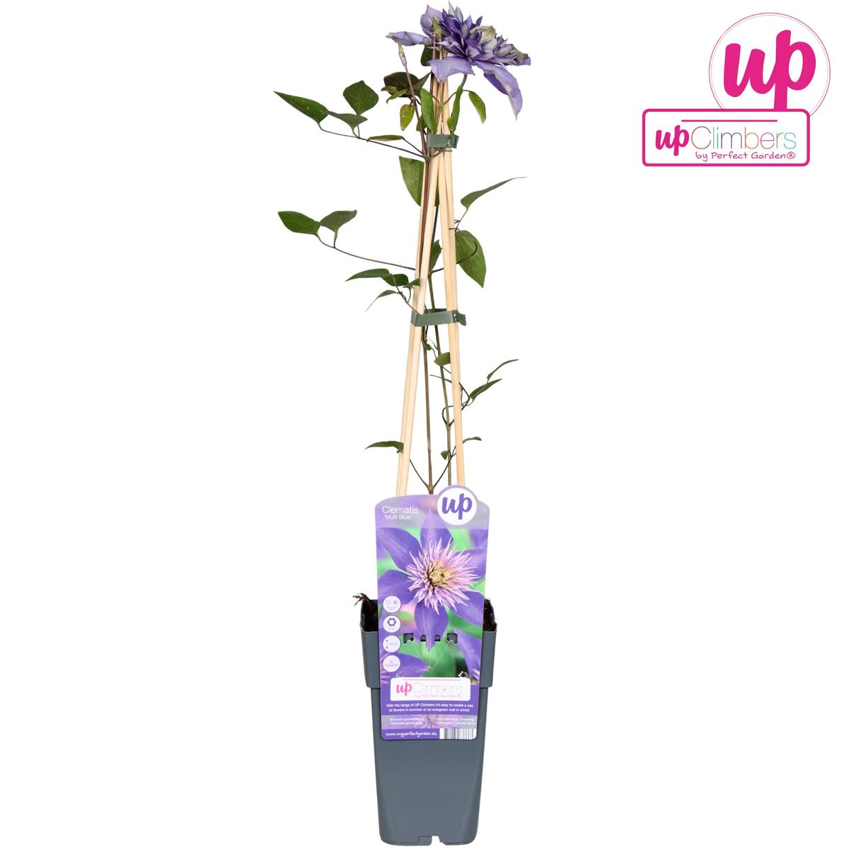 Clematis Multi Blue - Clematis Blauw - Ø15Cm - ↕65Cm