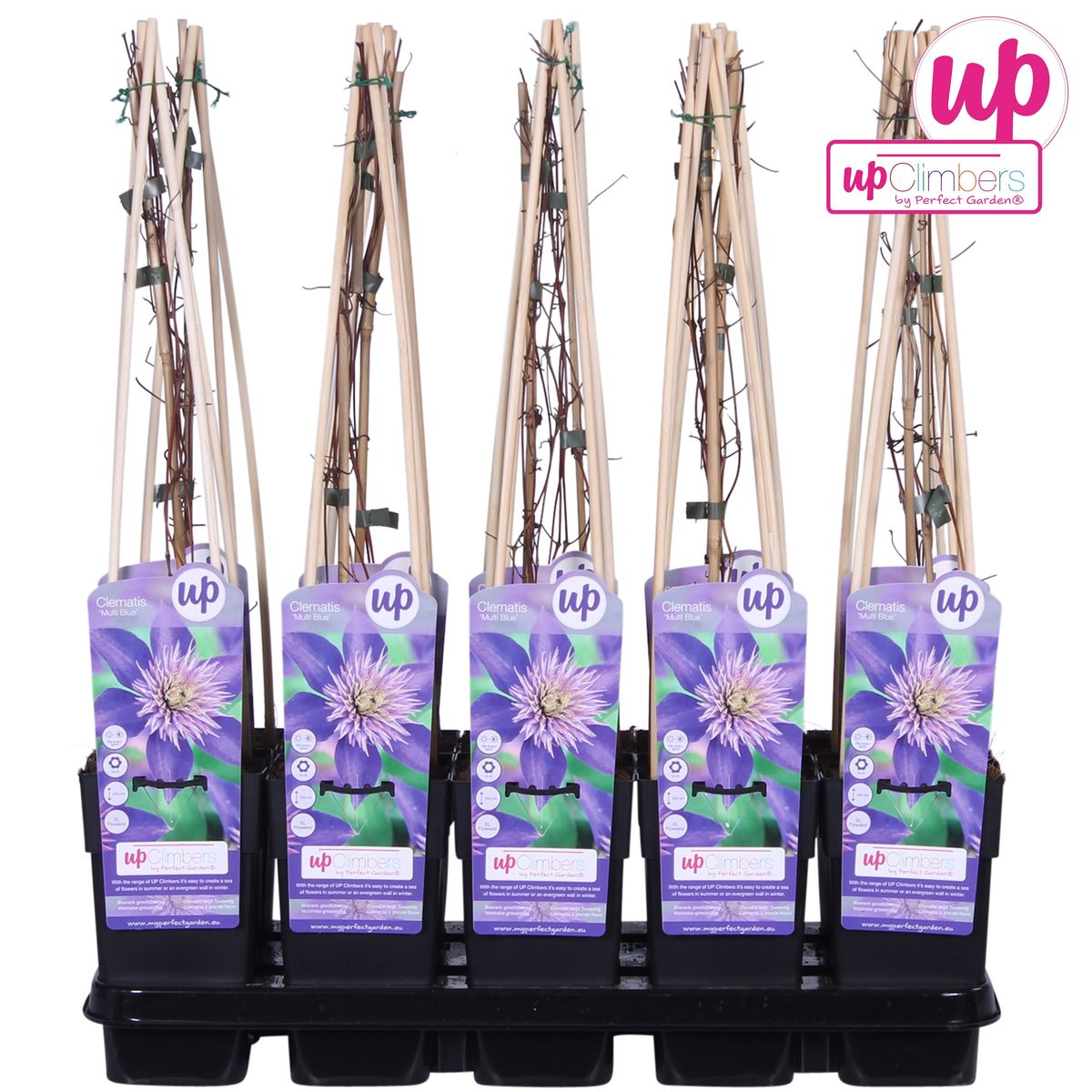 Clematis Multi Blue - Clematis Blauw - Ø15Cm - ↕65Cm