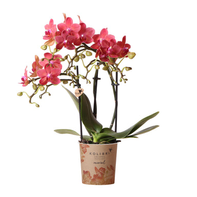 Kolibri Orchids | Rode Phalaenopsis Orchidee - Congo - Potmaat Ø9Cm | Bloeiende Kamerplant - Vers Van De Kweker