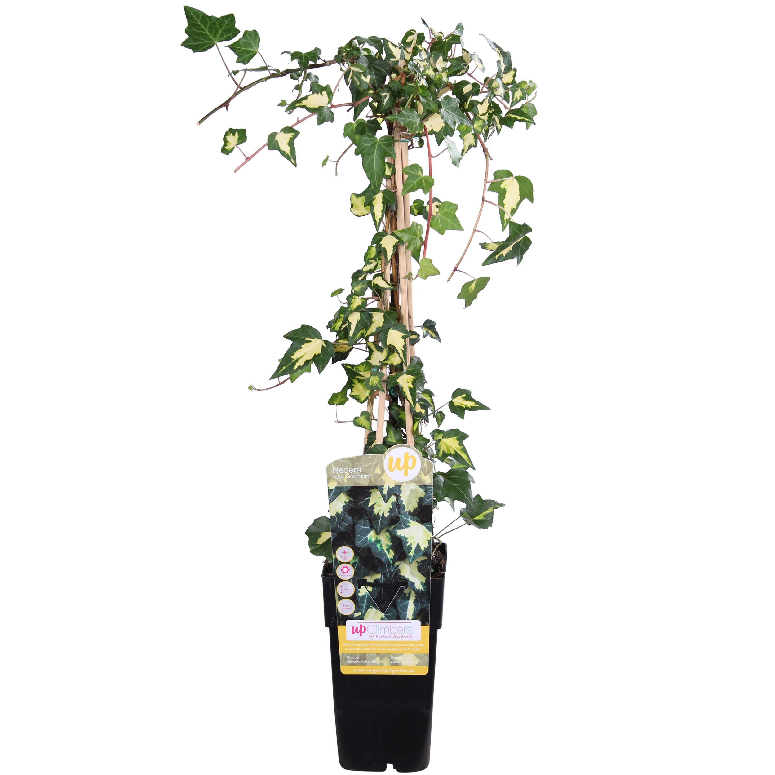 Hedera Helix 'Goldheart' - Ø15Cm - ↕65Cm