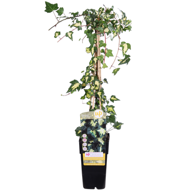 Hedera Helix 'Goldheart' - Ø15Cm - ↕65Cm