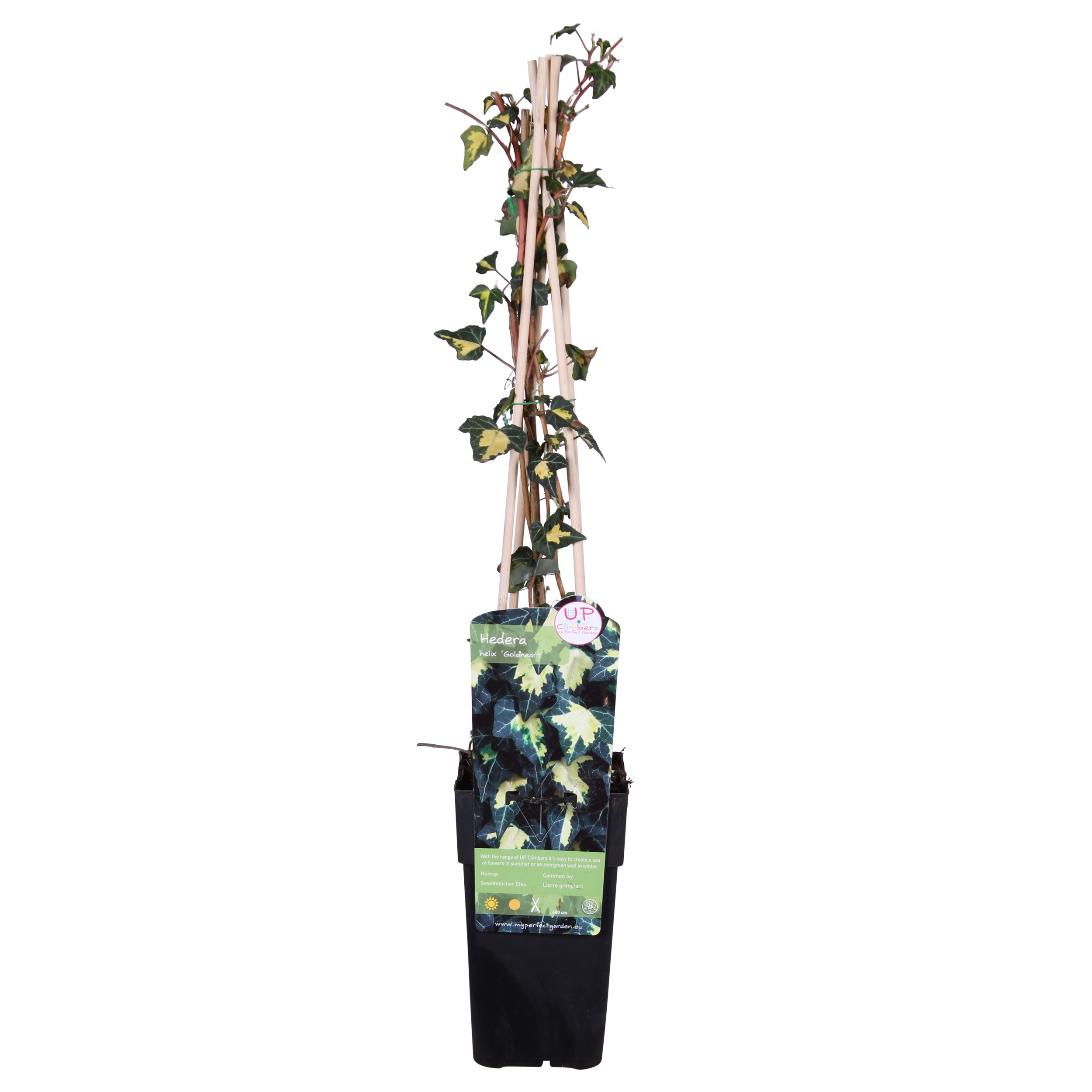 Hedera Helix 'Goldheart' - Ø15Cm - ↕65Cm