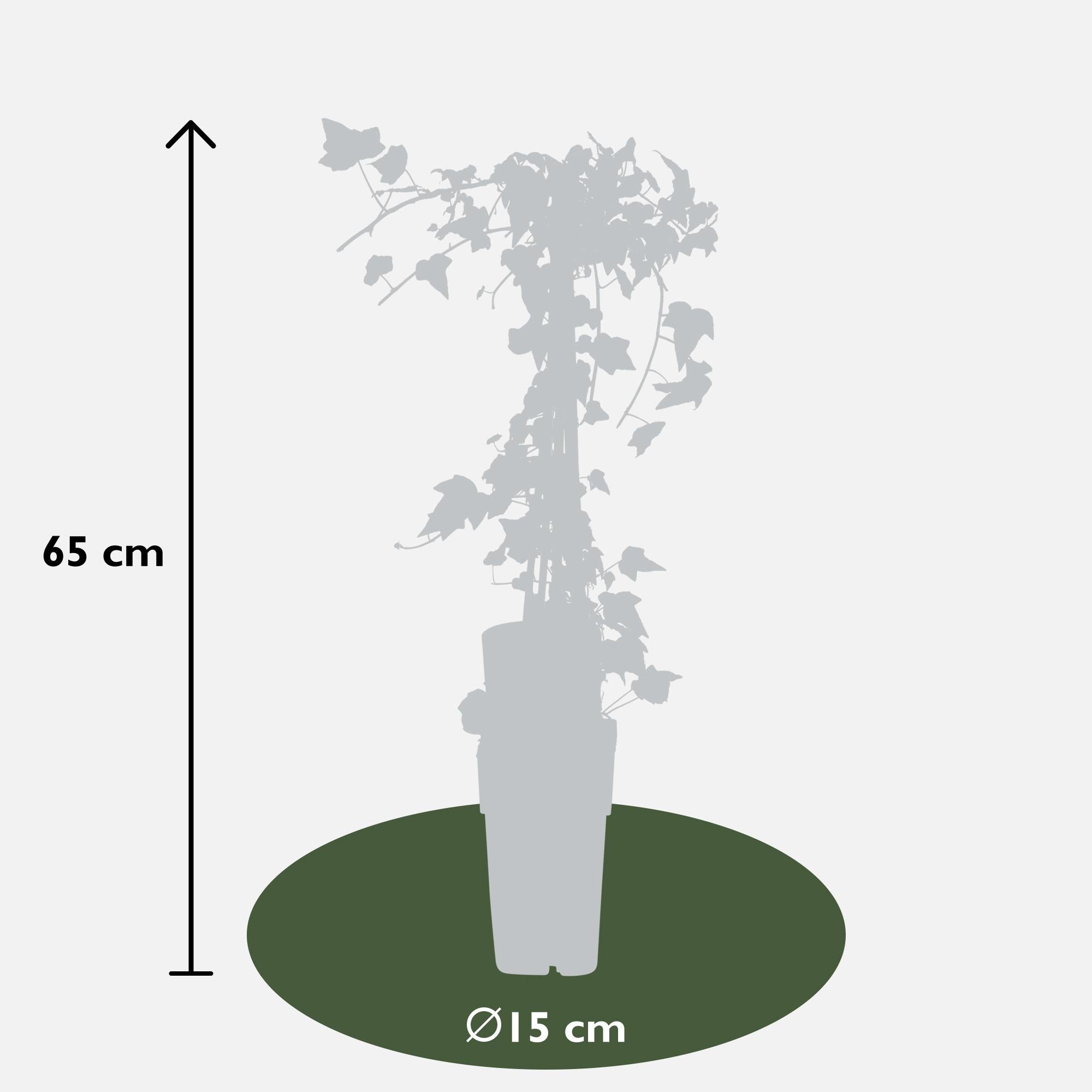 Hedera Helix 'Goldheart' - Ø15Cm - ↕65Cm