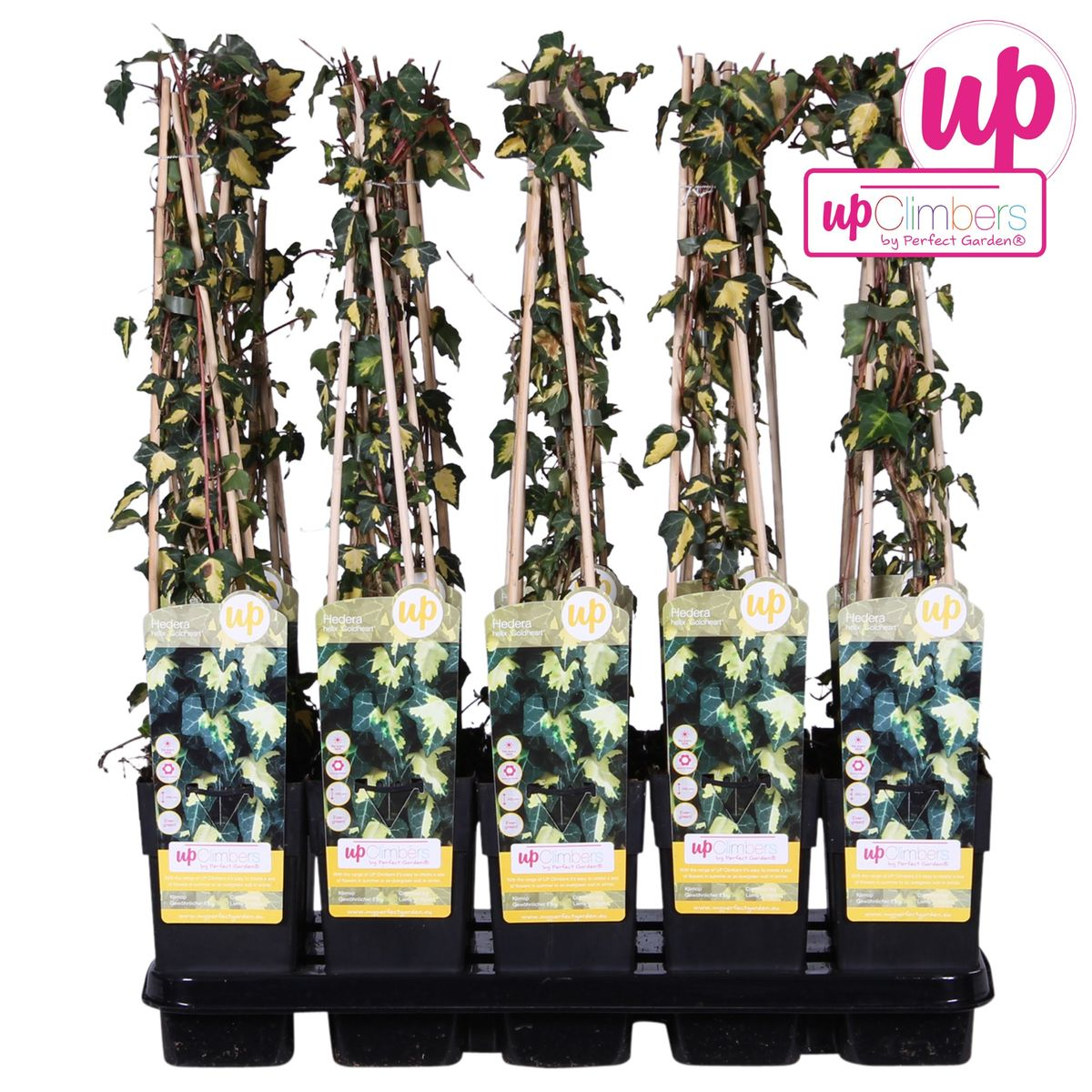 Hedera Helix 'Goldheart' - Ø15Cm - ↕65Cm