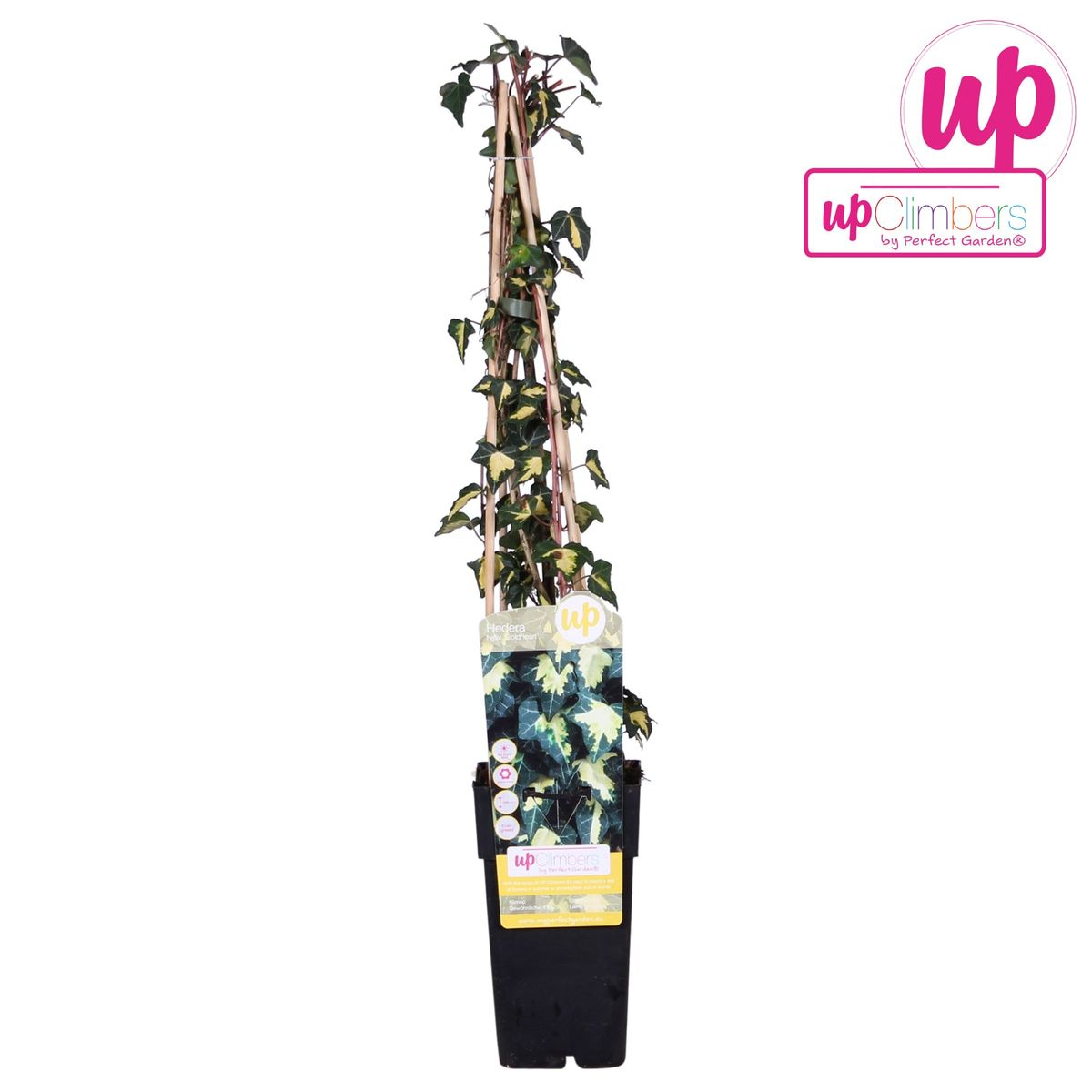 Hedera Helix 'Goldheart' - Ø15Cm - ↕65Cm