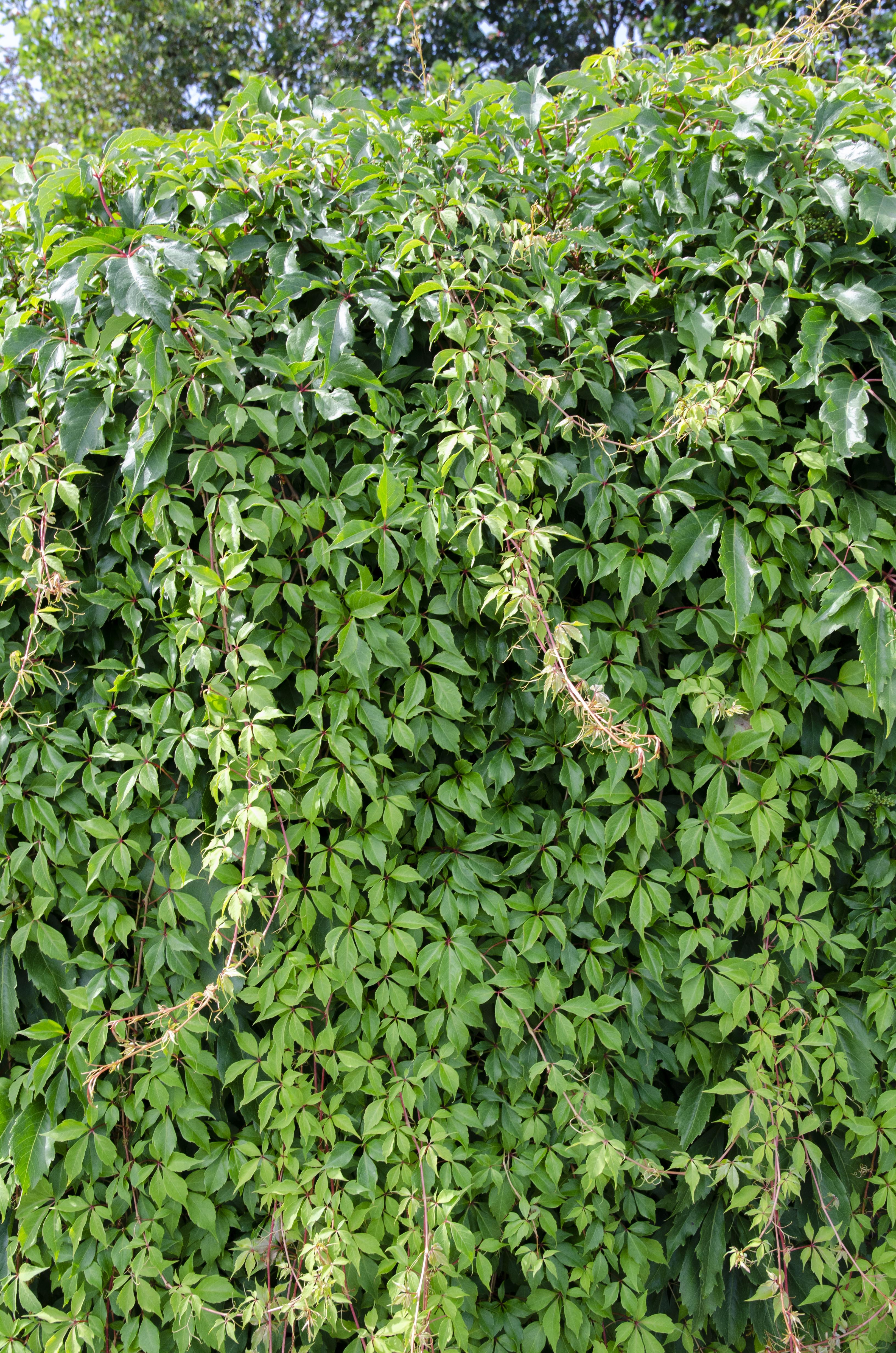 Parthenocissus Q. Var. 'Engelmannii' - Ø15Cm - ↕65Cm
